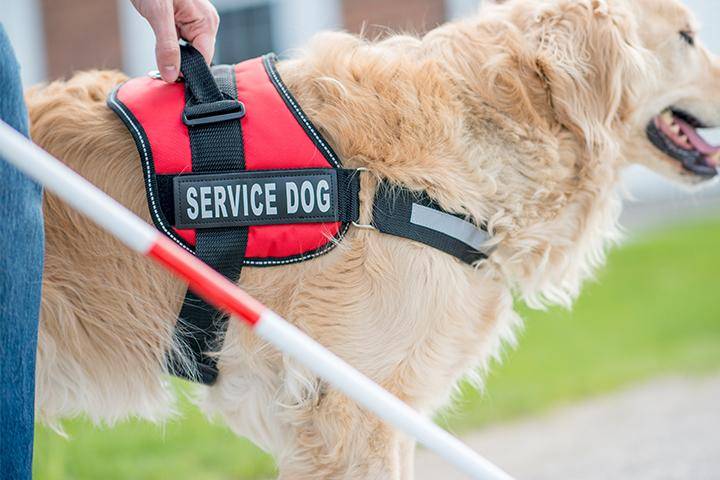 A services animal helps a disabled individual